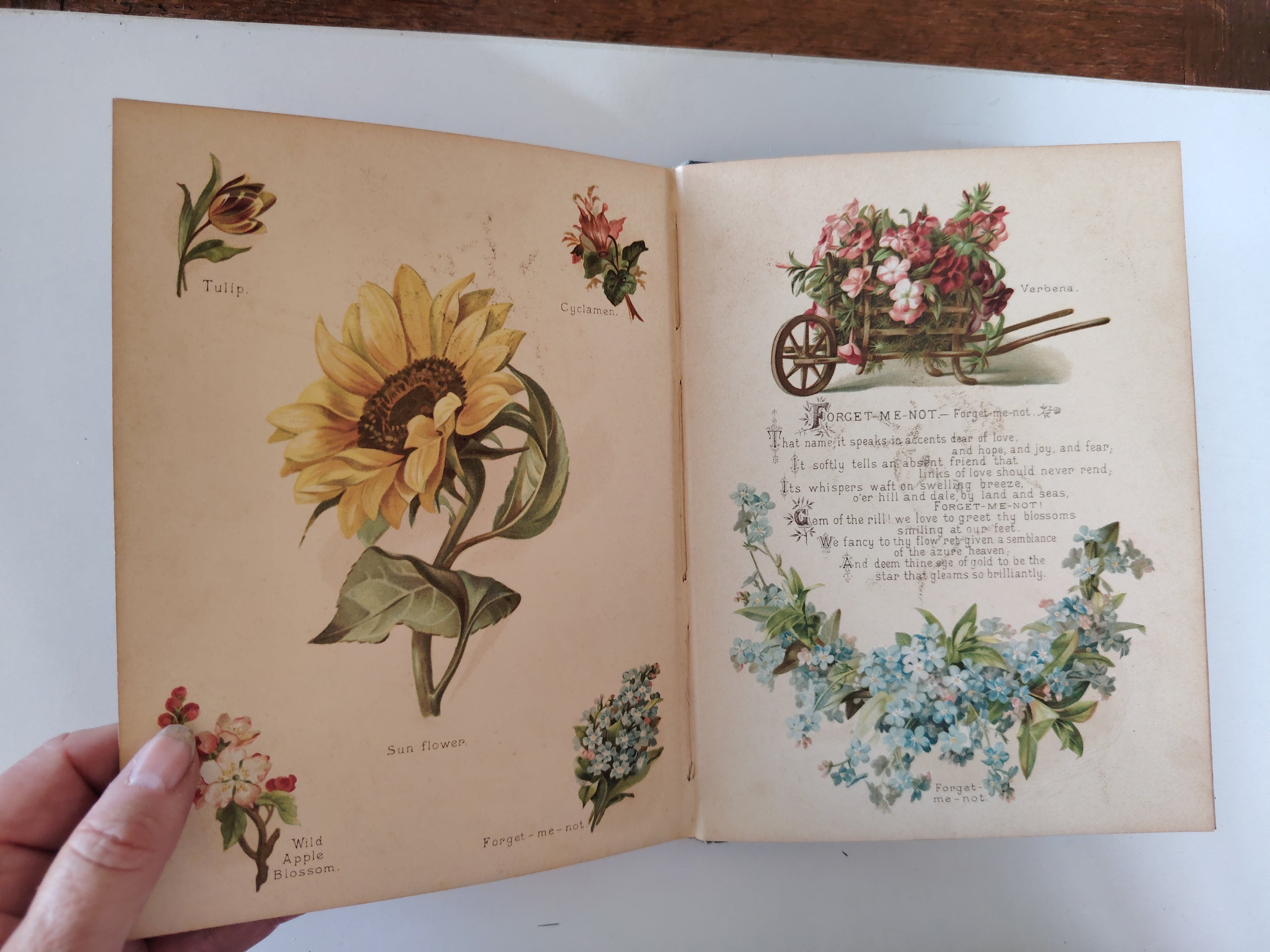 The Artistic Language of Flowers Undated believed to be 1888 Illustrated Book