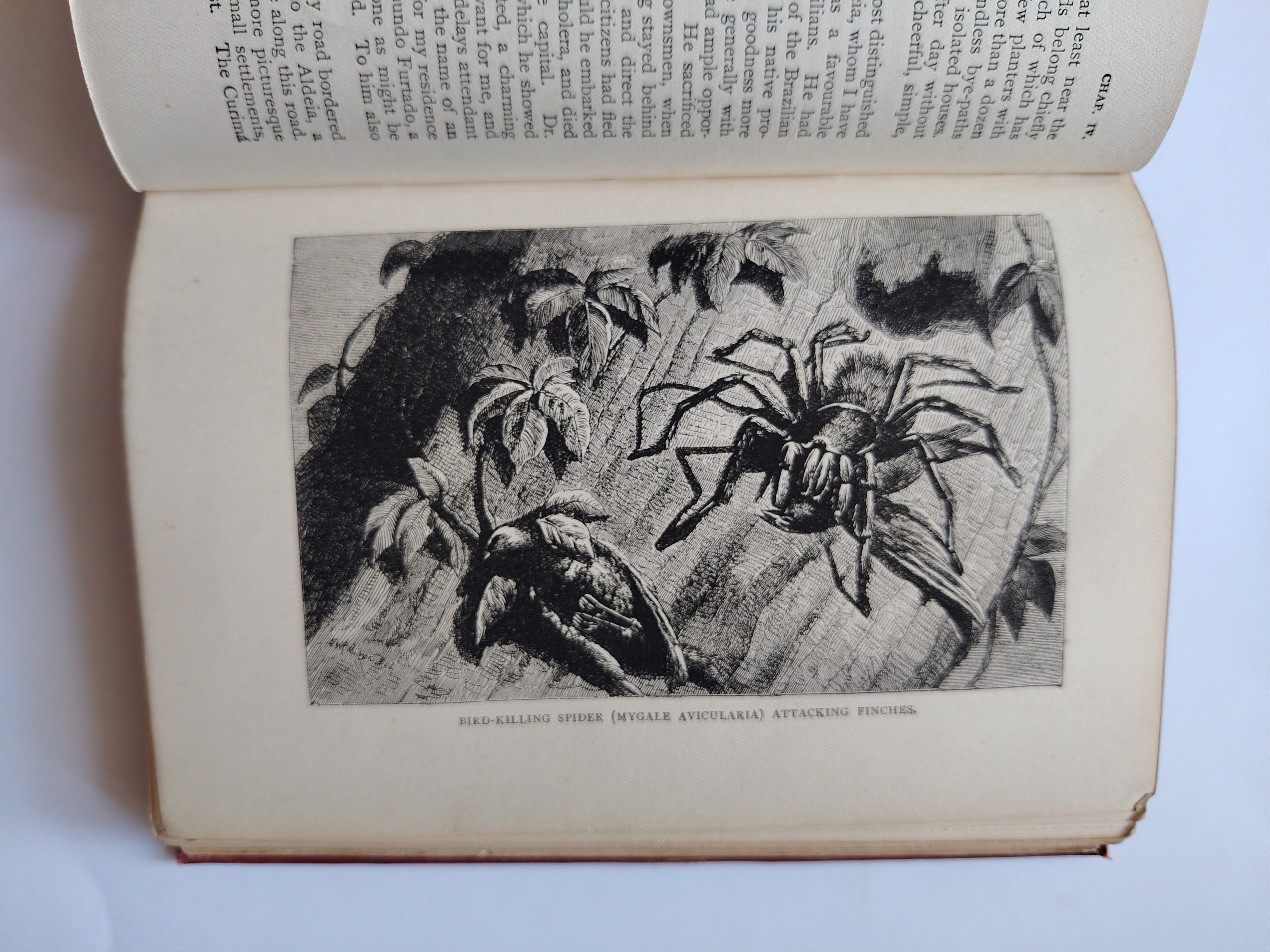 The Naturalist on the River Amazons by Henry Walter Bates 1910 Popular Edition Illistrated