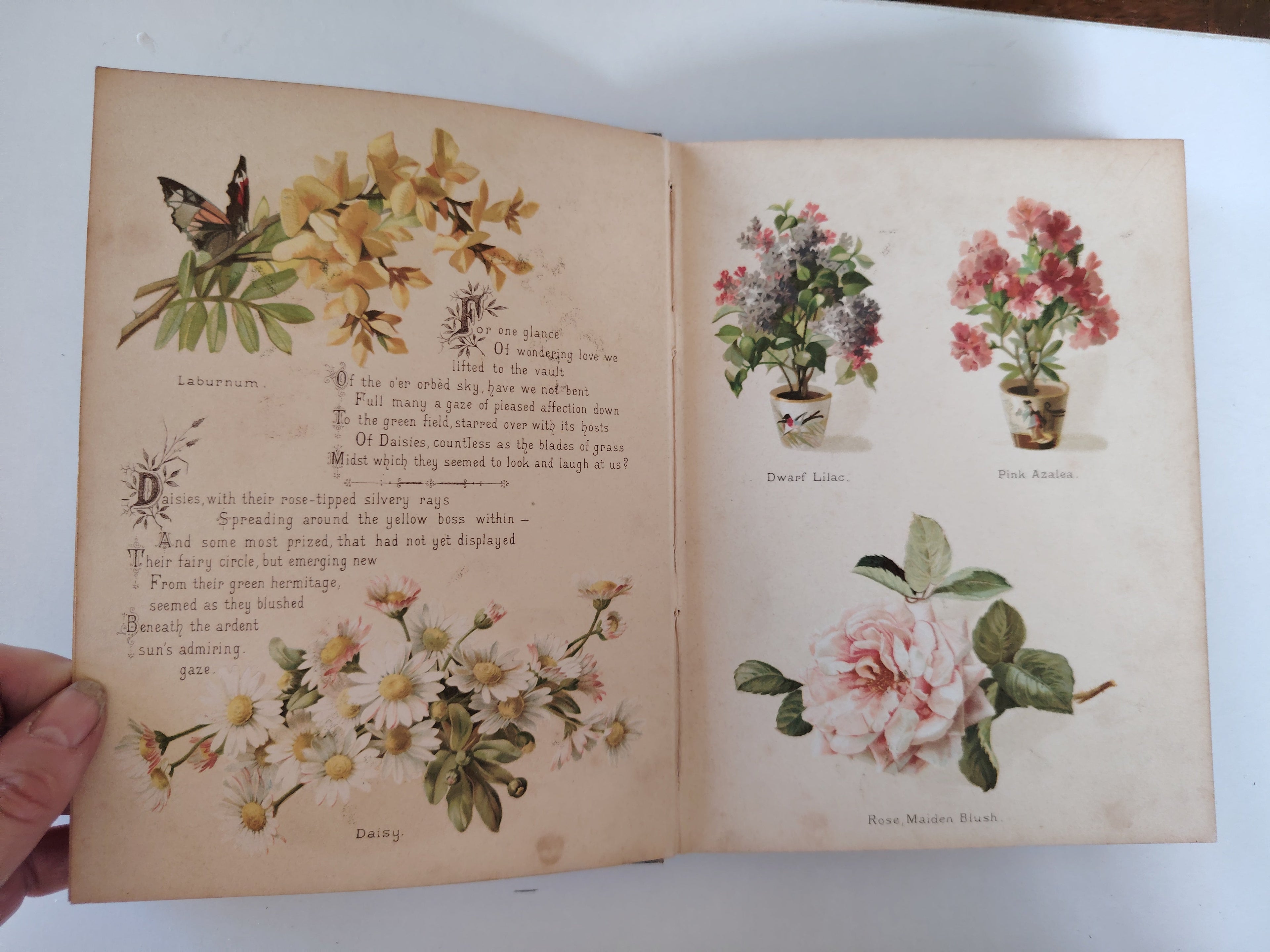 The Artistic Language of Flowers Undated believed to be 1888 Illustrated Book