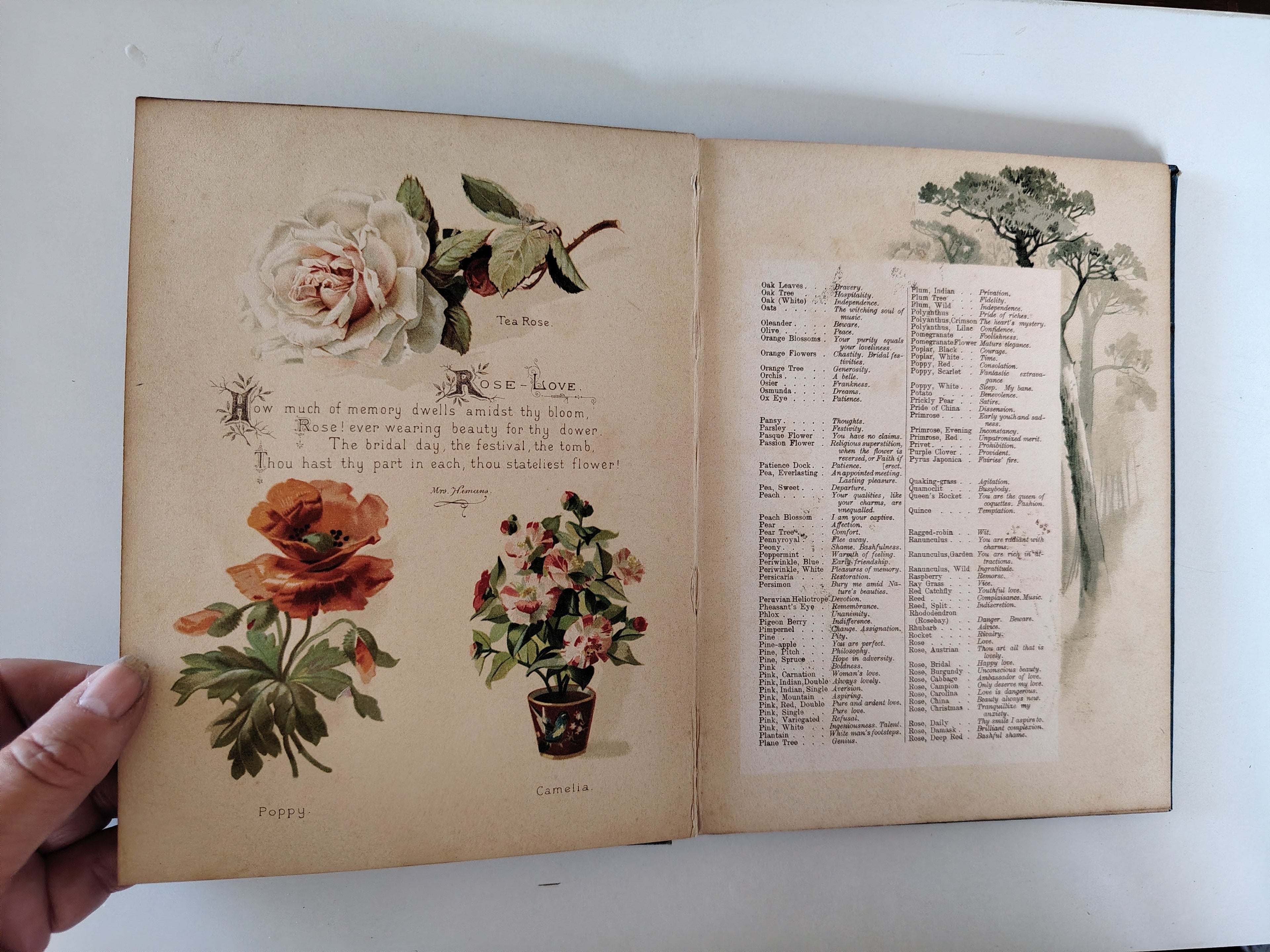 The Artistic Language of Flowers Undated believed to be 1888 Illustrated Book